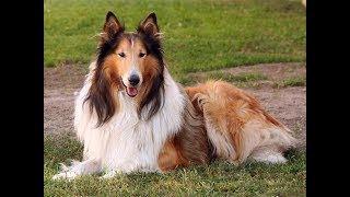 DICAS DE COMO CUIDAR DE UM COLLIE!