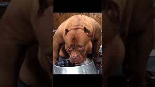 American bully❤️.bully dog attitude whatsapp status #pitbull#viral#dogfight#populardogs#shorts