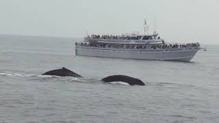 Whale Watch off Cape Ann, Massachusetts