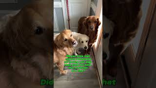 Need to see that research #goldenretrieverlife #goldenretrievers #funnydogvideos