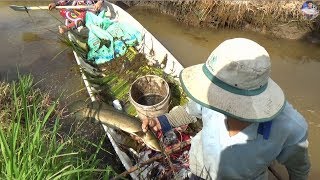 Thu hoạch nhiều cá khủng ở ruộng lúa Phần 3 | catch fish in vietnam