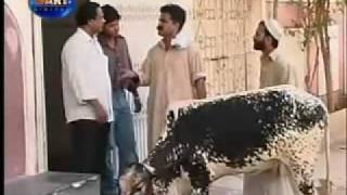 funny video  on eid day.rv