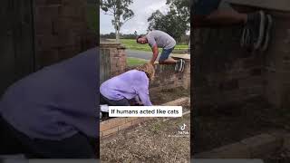 If human act like cats