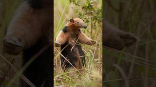 The Anteater 3 Facts Revolution is Coming#shorts #ytshorts #wildlife #anteater