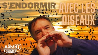 asmr s'endormir avec les oiseaux