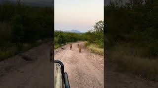 3 young male lions walking down the road. #africa #lions #lionsightings #safari #kruger