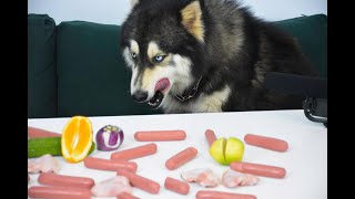 اكل الخضار والفواكه كلاب الهاسكي  Husky Reviewing Fruits and vegetables