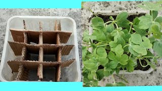 Watermelon seedlings in homemade seed tray.