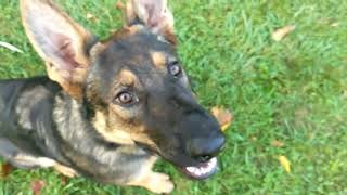 Ancel and Leonidas, German Shepherd Training