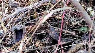 Cobra eating a russel viper in Pench