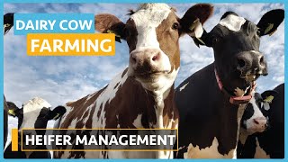 Dairy Cow Farming (Lesson 19) - Heifer Management