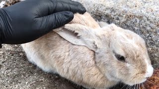 Cute rabbit becoming a loaf of bread