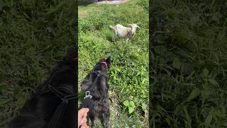 Gravy’s First: Meet Billy the goat 🐐, see dog’s reaction #shorts