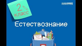 Естествознание. 2 класс. Викторина «Знает каждый, безопасность – это важно» /19.05.2021/