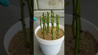 rose plant new growing trick from branches#new video#growing trick#viral