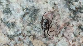 Steatoda paykulliana #spider