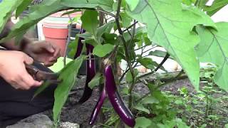 Vegetable Garden - Vegetable Harvesting - JAPANESE ICHIBAN EGGPLANTS - Harvesting Eggplants MVI_0985