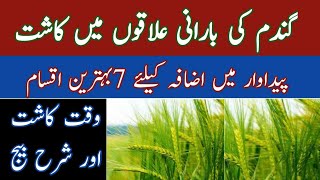 Approved Varieties  Of Wheat For Barani Areas | AGRICULTURE WORLD