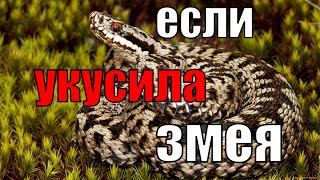 Выживание в лесу I Что делать, если укусила гадюка?