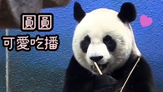 圓圓許願洞下吃竹竿，圓圓好漂亮|熊貓貓熊The Giant Panda Yuan Yuan and Yuan Bao|台北市立動物園