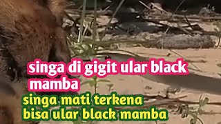 Fakta unik singa yang di digit ular blackmamba