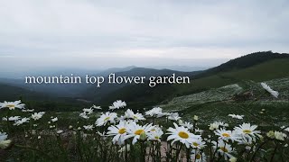 mountain top flower garden | 4k relaxing nature sounds