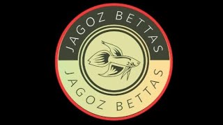 FISHROOM DO JAGOZ BETTAS