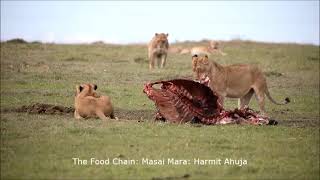 Food Chain, Masai Mara! #simba #kill #lion