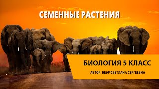 Семенные растения