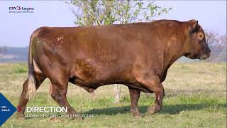 DIRECTION - RED ANGUS