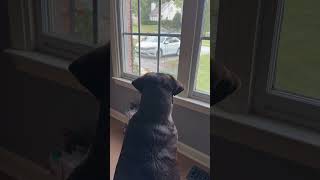 Dog Patiently Waiting For Her Daddy #yt #dog #doglife #youtubeshorts #subscribe