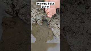 MANCING BELUT, #171 #memancingbelut #shorts #mainanayu