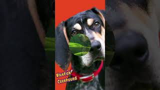 Descubre al Fascinante Bluetick Coonhound: Todo lo que Necesitas Saber sobre este sabueso americano