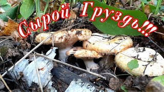 Сырой груздь! Сухой груздь! Нашли балаган и пасеку в лесу!