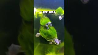 tangkap kura kura penuh lumut #fhising #aquascape #fishingequipment #ikan #faktaunik #trending