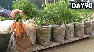 심심해서 봉지에 심어 본 당근🥕ㅣHow to grow carrots in plastic bags