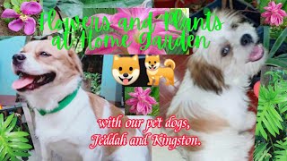 Flowers and Plants at Home Garden 🌸🌿 | with our pet dogs, Jeddah and Kingston 🐶🐕 | vlog#20