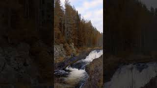 Relaxing Forest Sounds with Birdsong | River Stream | Nature Ambience.#Shorts #natureambience #2023