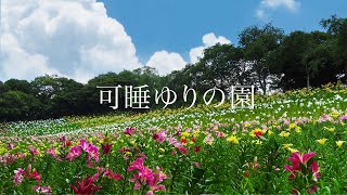 【可睡ゆりの園】ゆりと紫陽花 色鮮やかな共演 2024