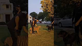 #tiger #dog #lion #animals #love #doglover #animal #funny #music #hiphop #youtubeshorts #funny