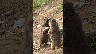 Himalayan Marmots in a Fight: Nature's Dramatic Showdown!#cutemarmot #cuteanimals #marmot #marmota