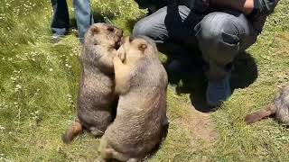 Feeding Adorable Himalayan Marmots: A Day with Nature's Cutest!