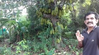 Jackfruit innovation for kerala