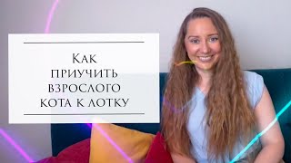 Как приучить взрослого кота к лотку