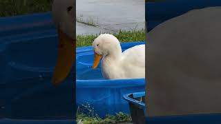 Pool nap 🥱😴🦆🩵#shorts #fyp #cute #cuteanimals