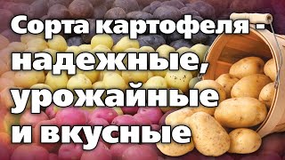 Сорта картофеля. Обзор и оценка опытного агронома