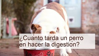 ¿Cuánto tarda un PERRO en hacer la DIGESTIÓN?