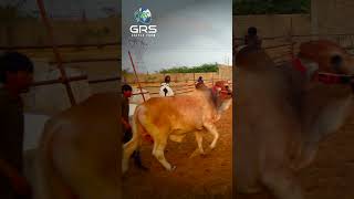 Cattle Farm | Northern Bypass Karachi | Cow Mandi 2023 | Bakra Eid Season 2023