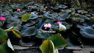 HO VISTO FIORIRE I FIORI DI LOTO IN ITALIA!