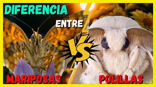 DIFERENCIAS ENTRE MARIPOSAS Y POLILLAS (CURIOSIDADES DE LOS LEPIDOPTEROS)